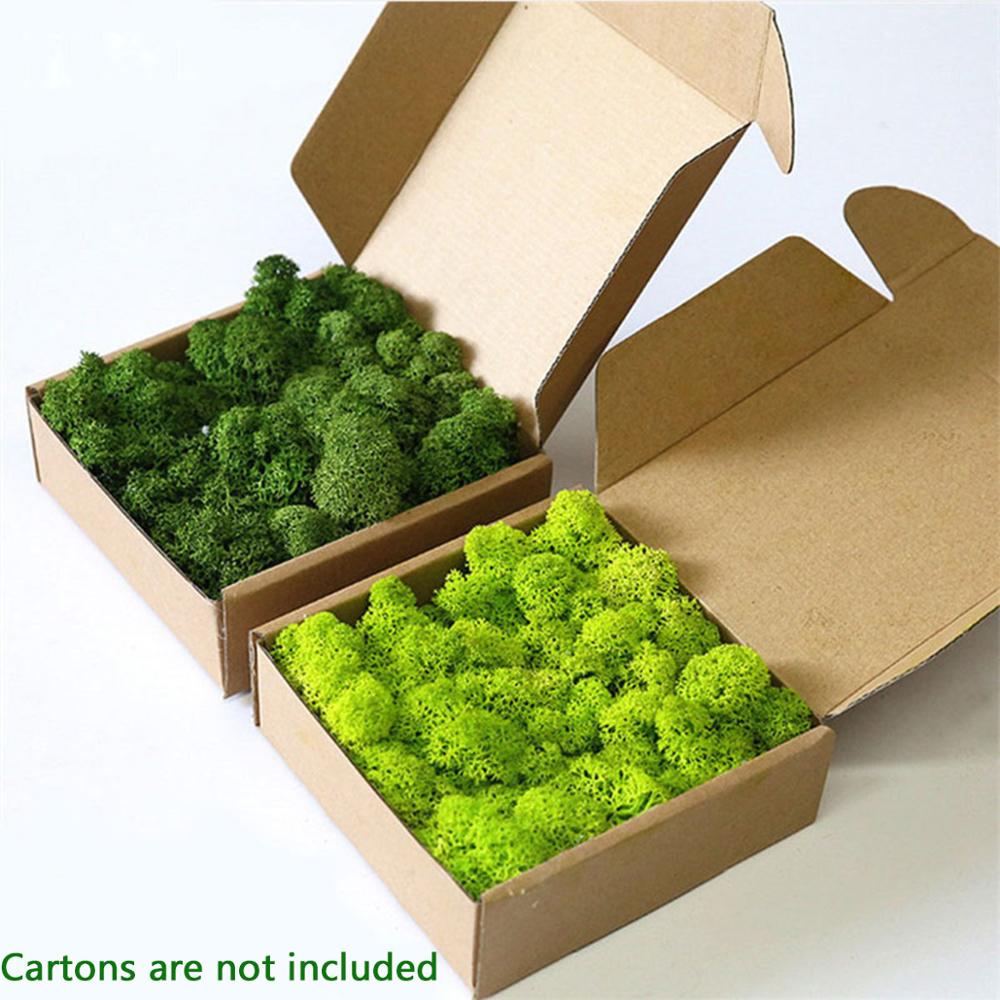 Sphagnum Moss Dry - Nhân Tạo Vật Có Cuộc Sống