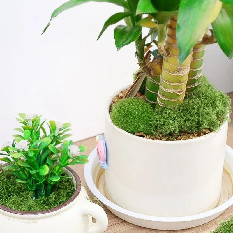 30/300G Artificial Realistic M - đánh giá và giá Sphagnum Moss Dry